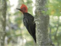Carpintero negro