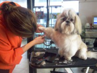 perruqueria Canina Montparnasse